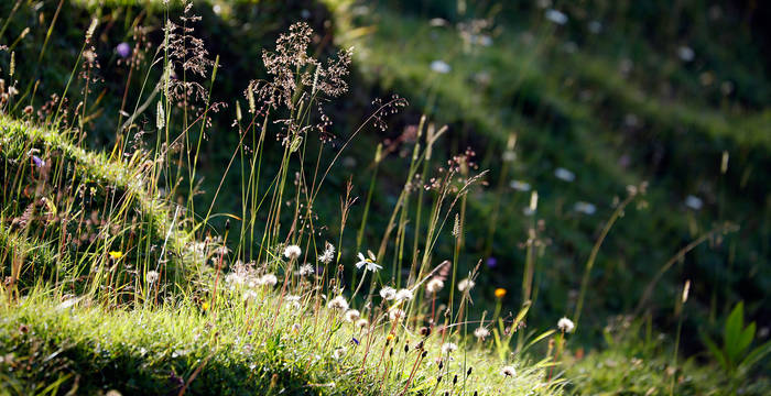 Bergwiese im Gegenlicht