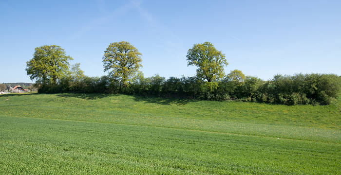 Hecke © Pro Natura