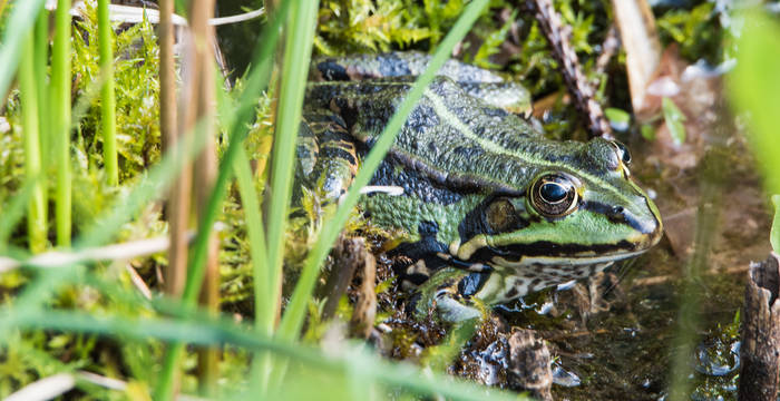 Wasserfrosch