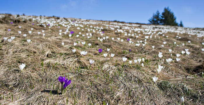 Krokusfeld © Pro Natura