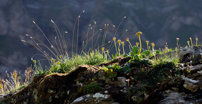 Felsflora