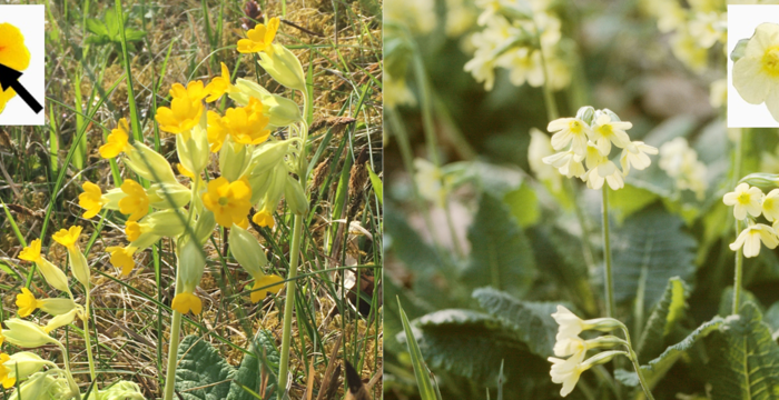 Frühlings-Schlüsselblume (links) vs. Hohe Schlüsselblume (rechts)