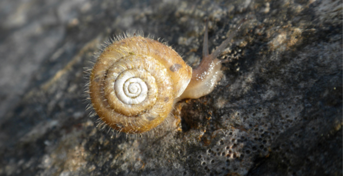 Schnecke