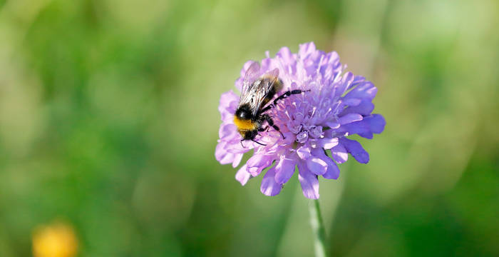 Wildbiene auf Ackerwittwenblume
