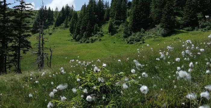 Moorlandschaft Glaubenberg