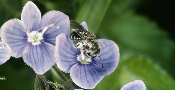 Wildbiene