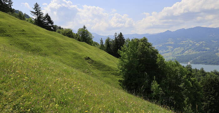 Muisschwendli