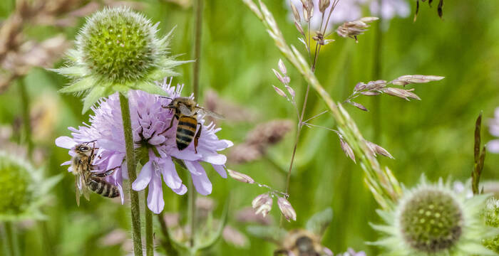 Biene auf Blüte