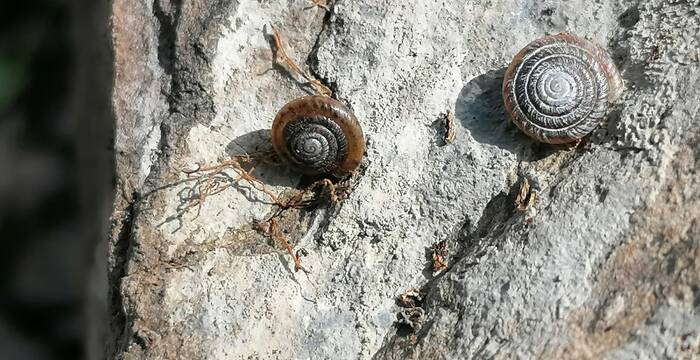 Nidwaldner Haarschnecke