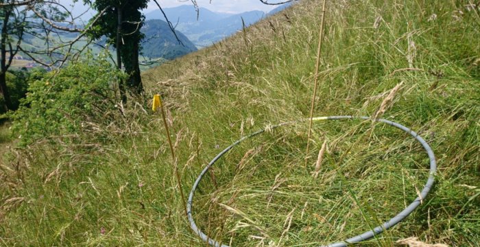 Heublasversuch Stöckmatt