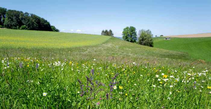 Wiese mit Blumen