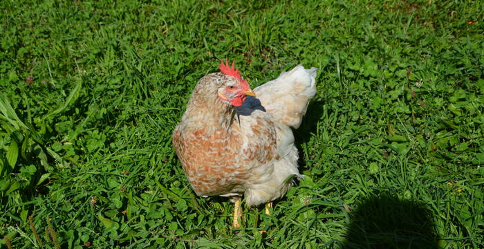 Schwedisches Blumenhuhn
