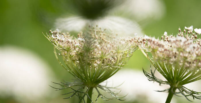 Daucus carota