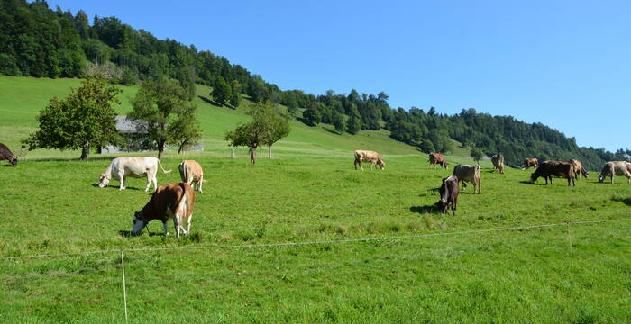 Bauernhof; weidende Kühe