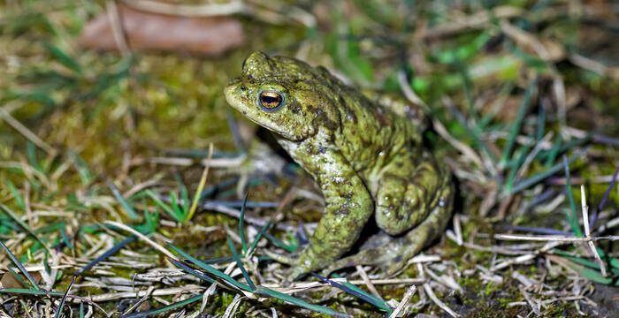 Erdkröte