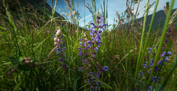 Wiesensalbei