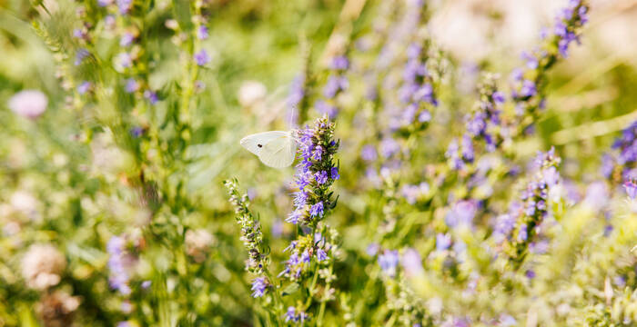 Schmetterling Blüte