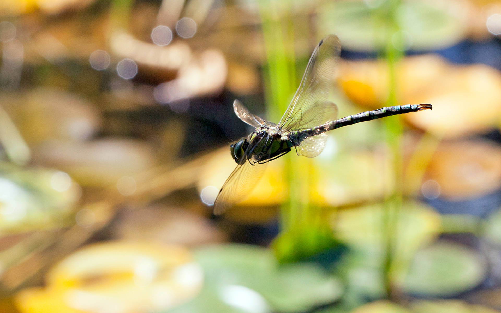 Libelle im Flug © Pro Natura