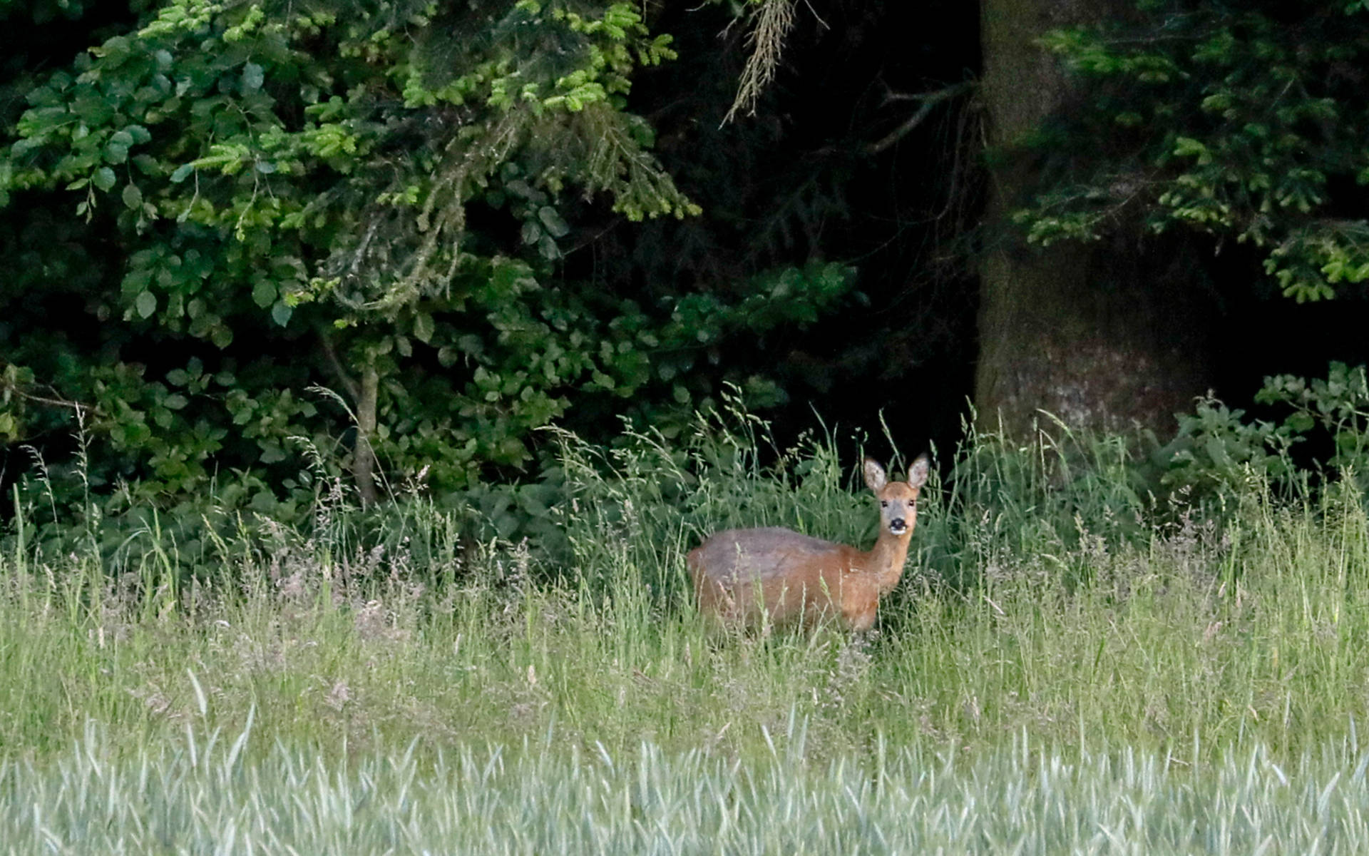Reh am Waldrand © Pro Natura