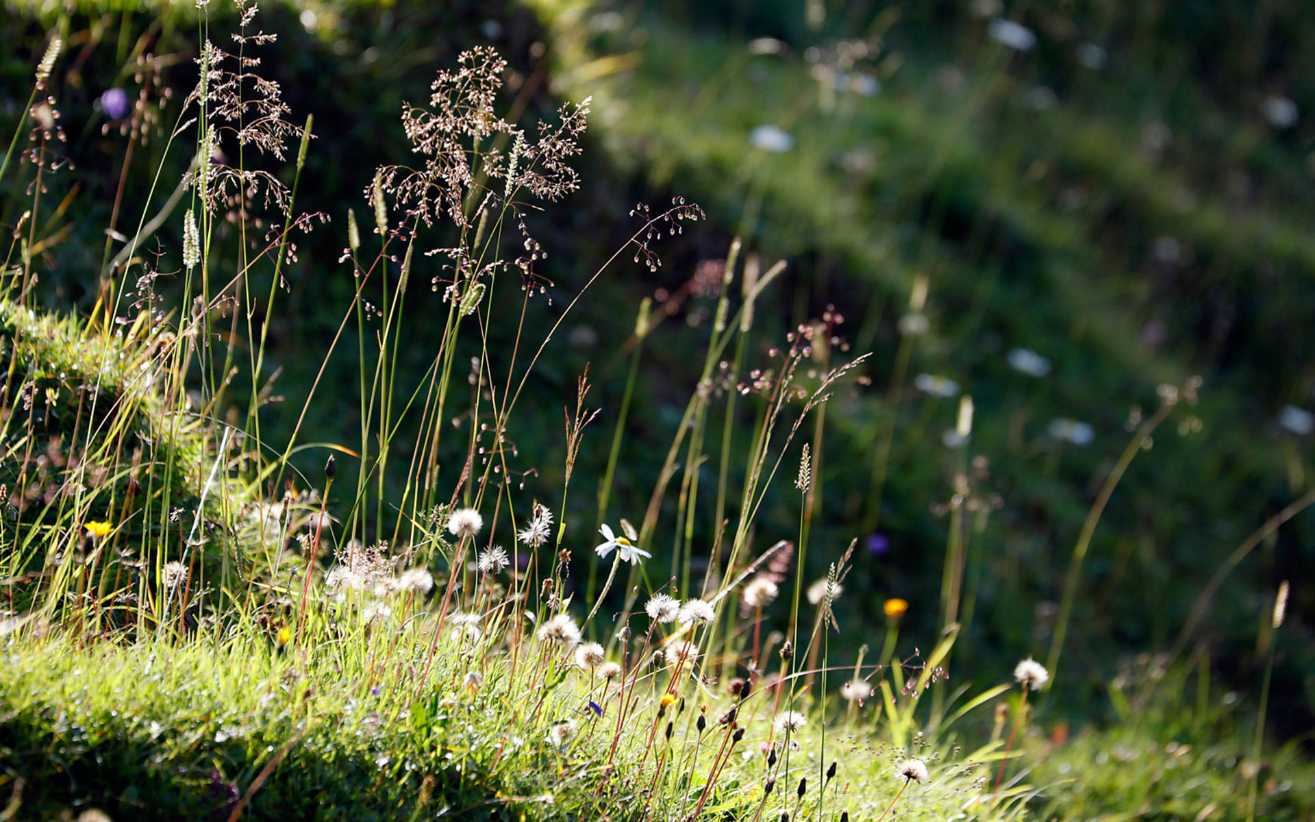 Bergwiese im Gegenlicht © Pro Natura