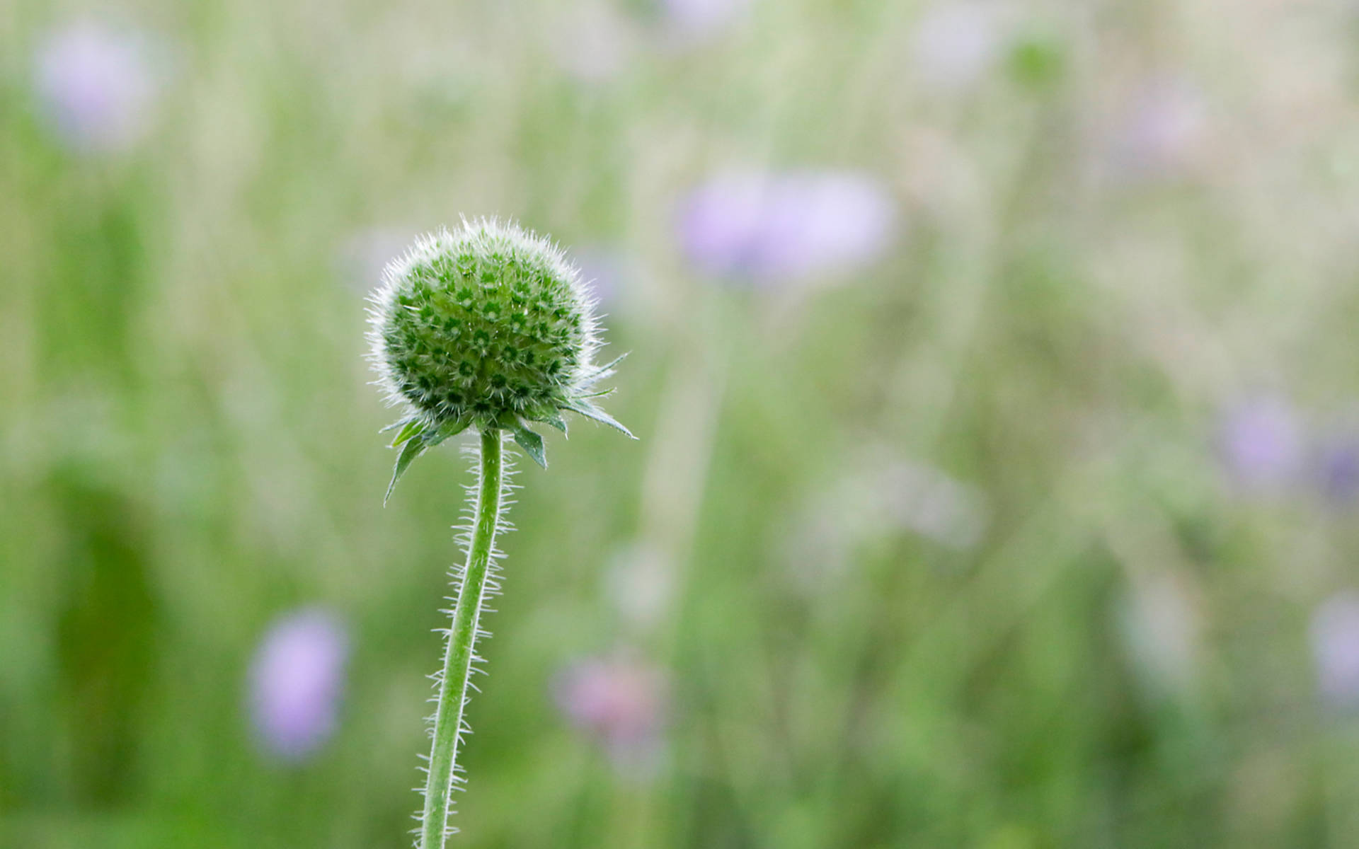 Wittwenblume © Pro Natura
