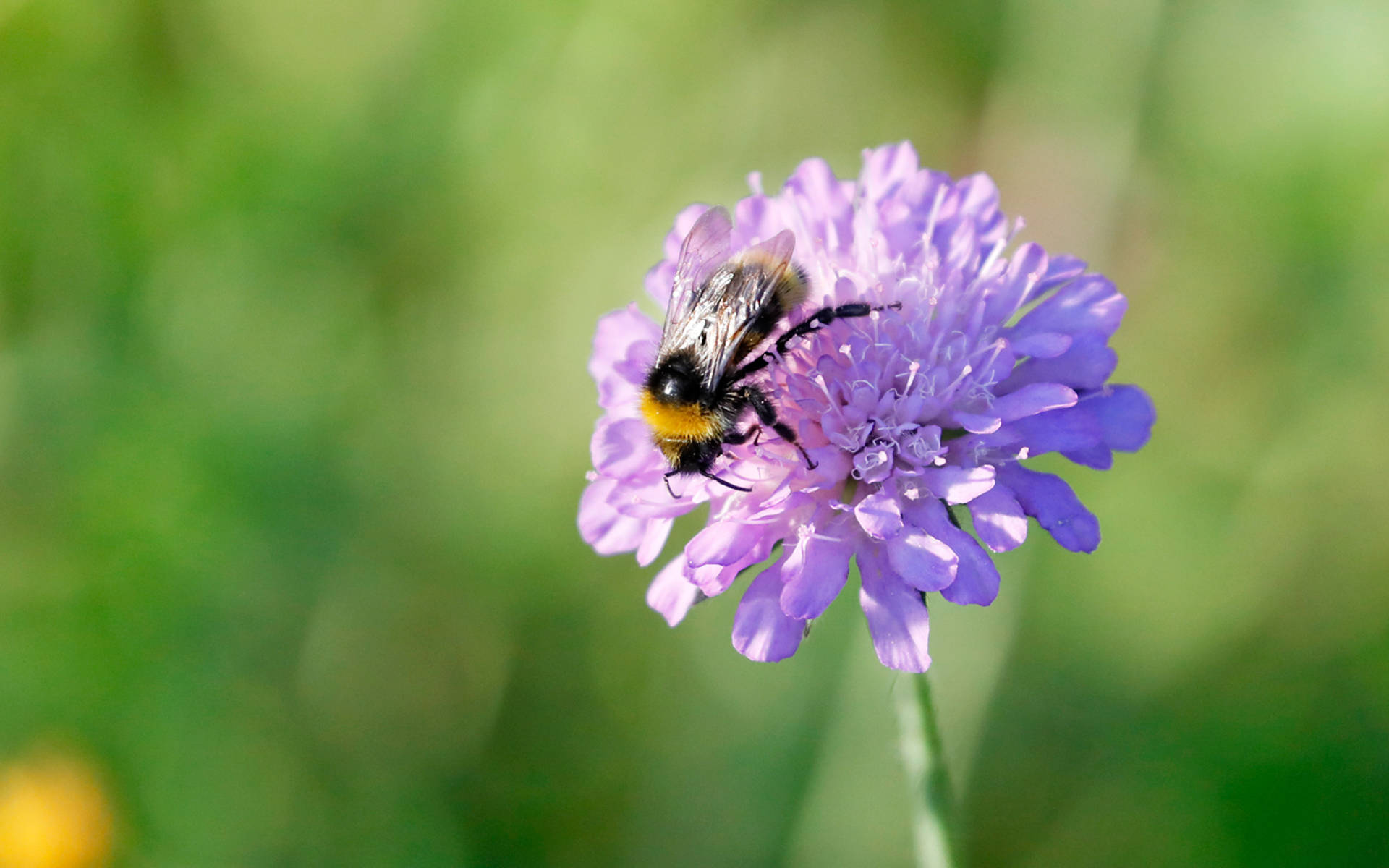 Wildbiene auf Ackerwittwenblume