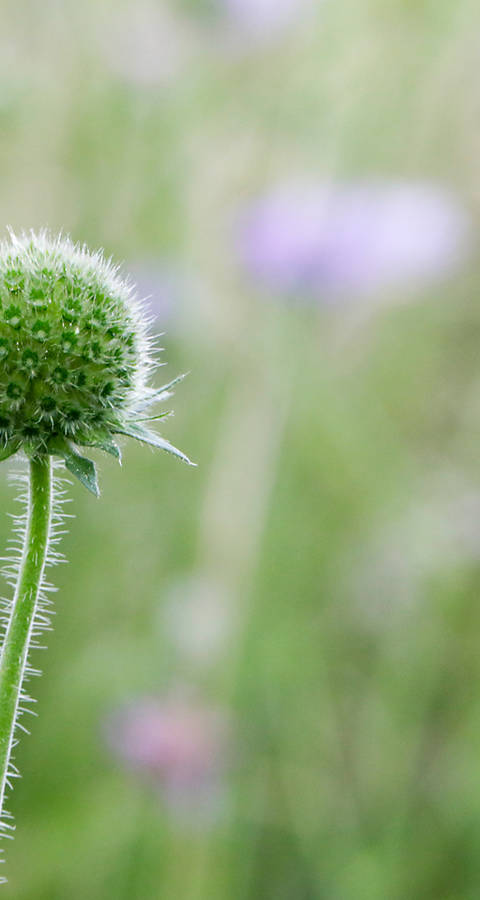 Wittwenblume