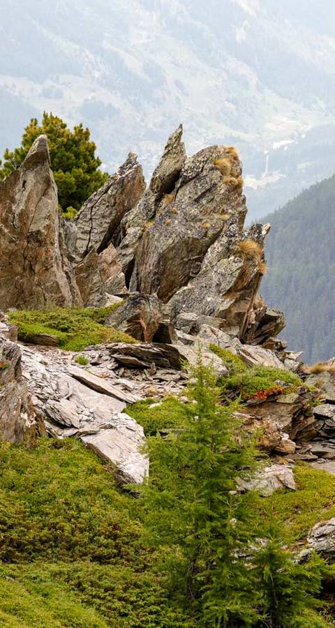 Lebensraum Alpen