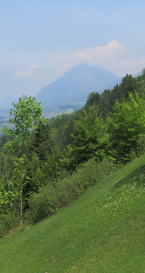 Muisschwendli