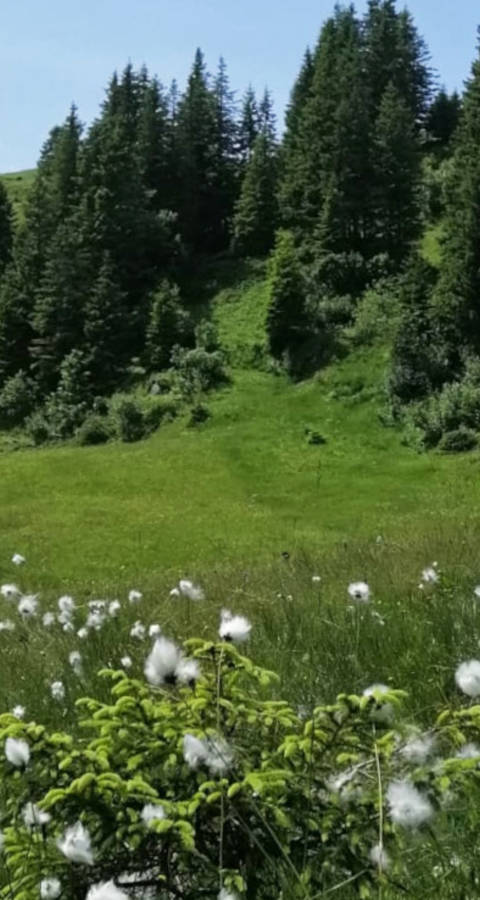 Moorlandschaft Glaubenberg