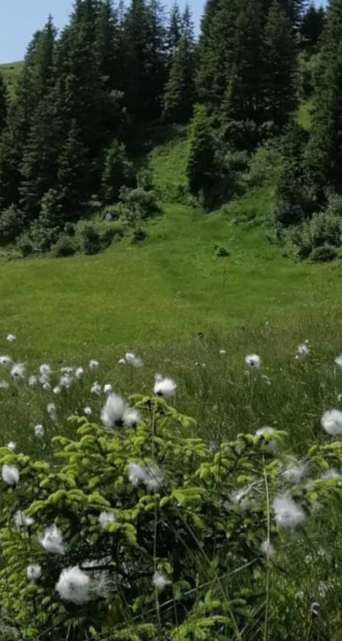Moorlandschaft Glaubenberg