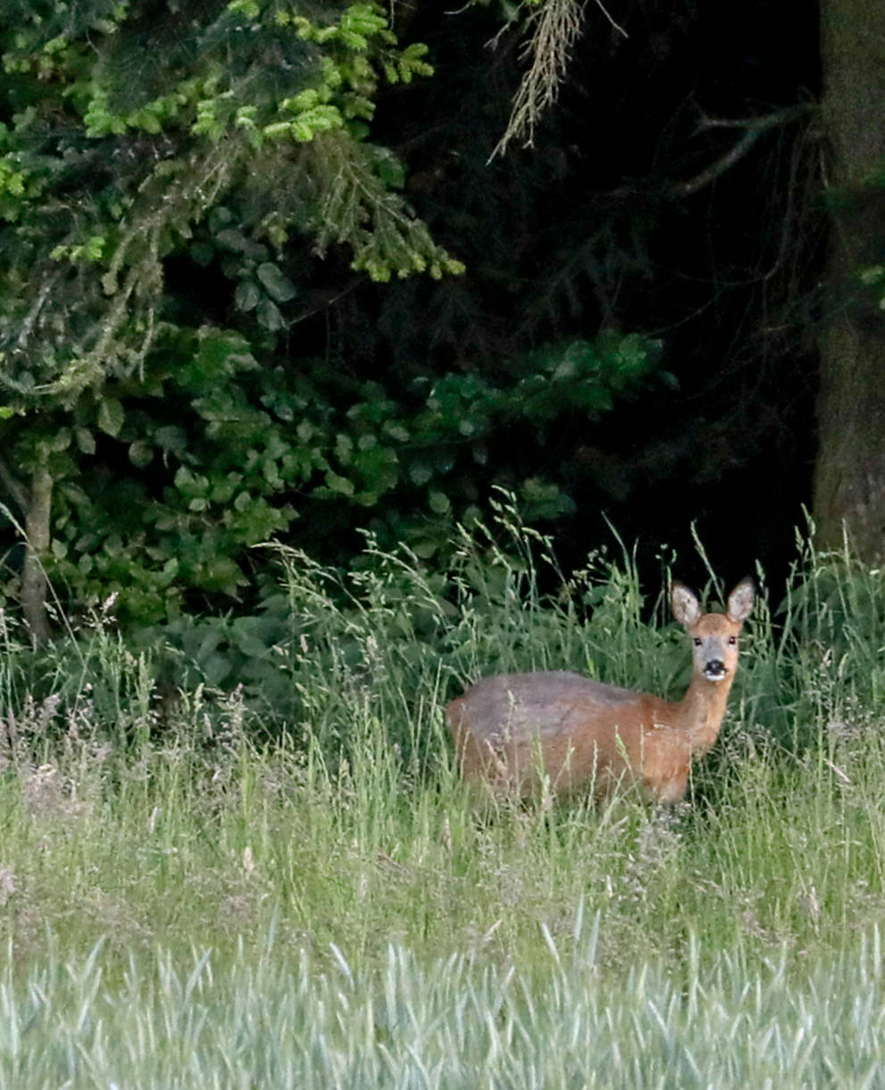 Reh am Waldrand