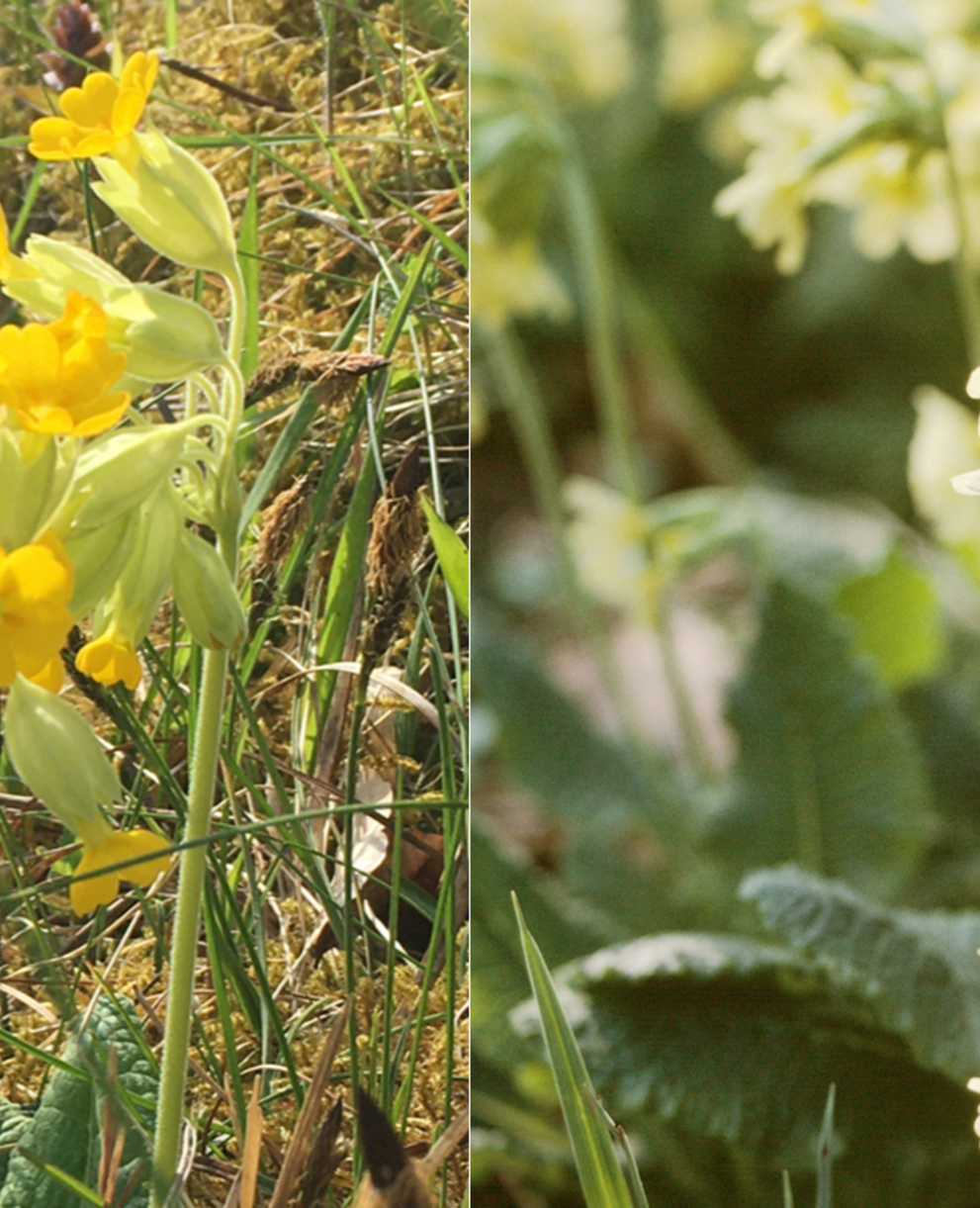 Frühlings-Schlüsselblume (links) vs. Hohe Schlüsselblume (rechts)