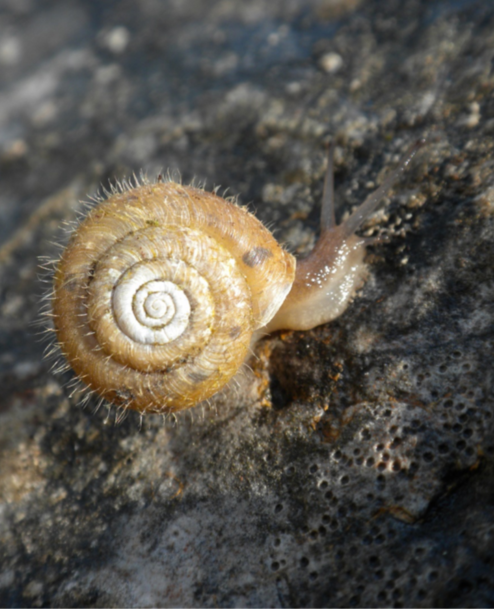 Schnecke