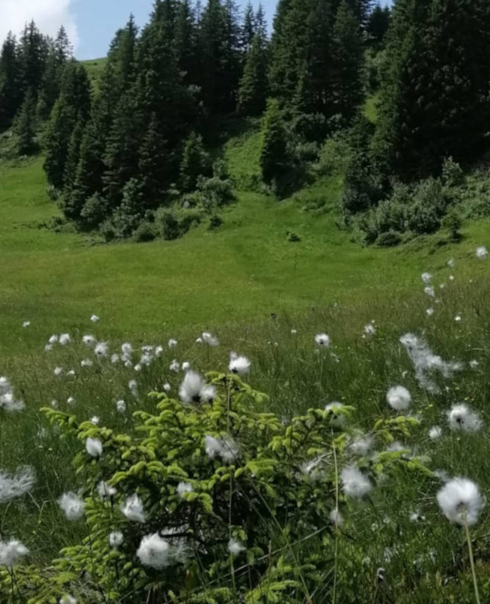 Moorlandschaft Glaubenberg