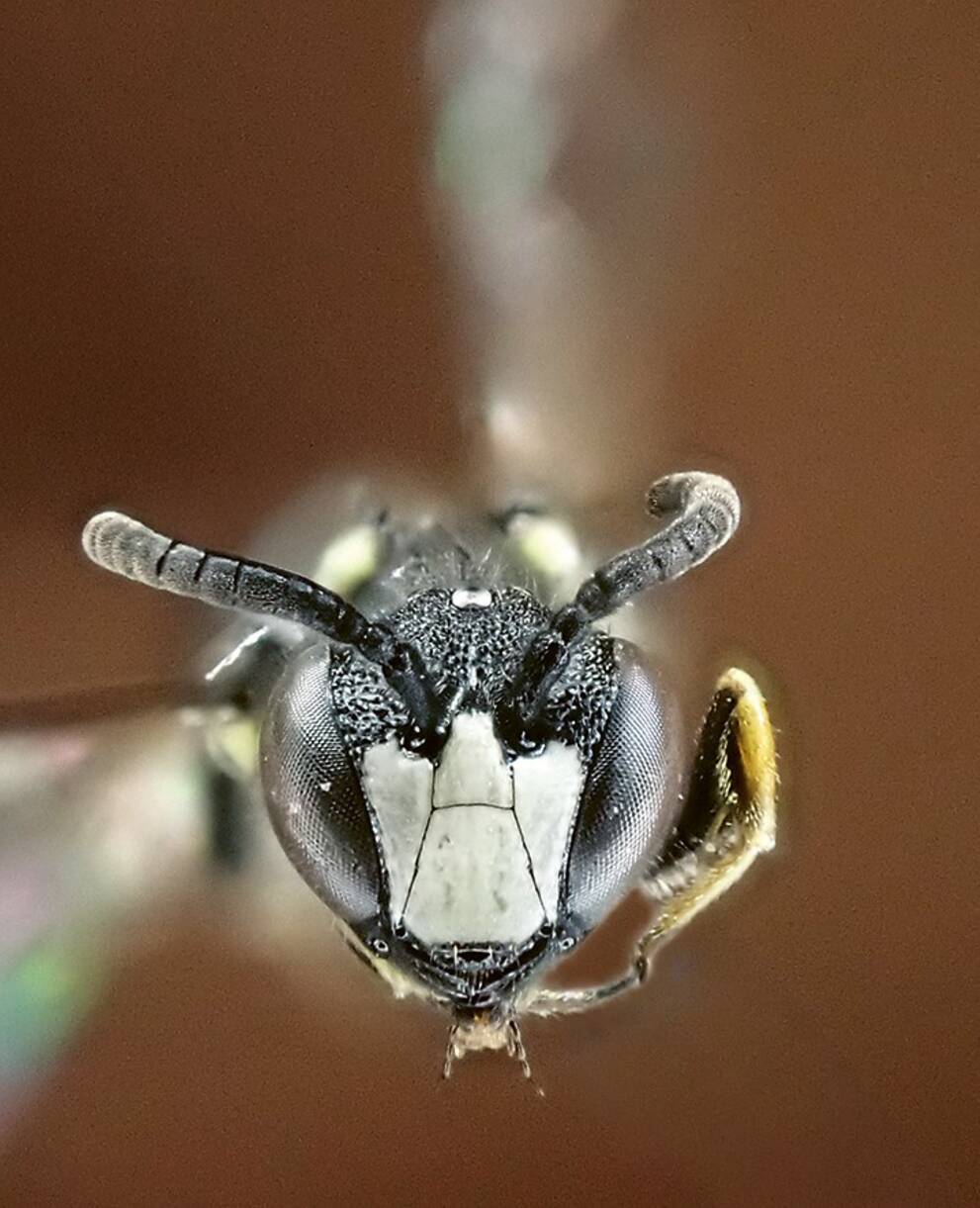 Tiroler Maskenbiene