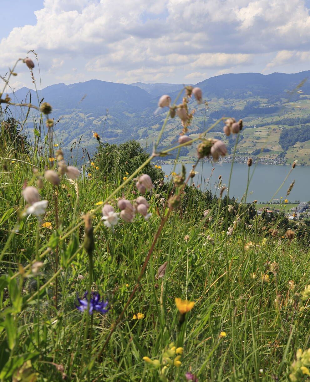 Blumenwiese