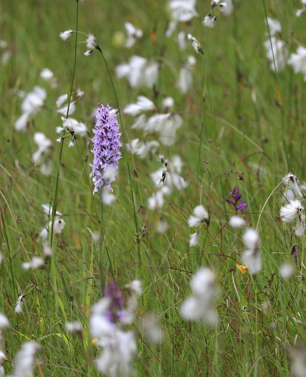 Wollgras und Orchidee