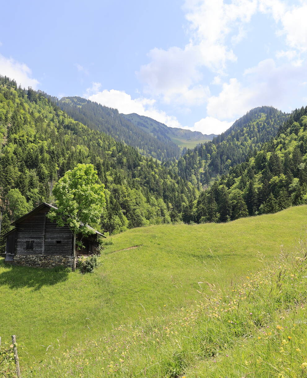 Muisschwendli