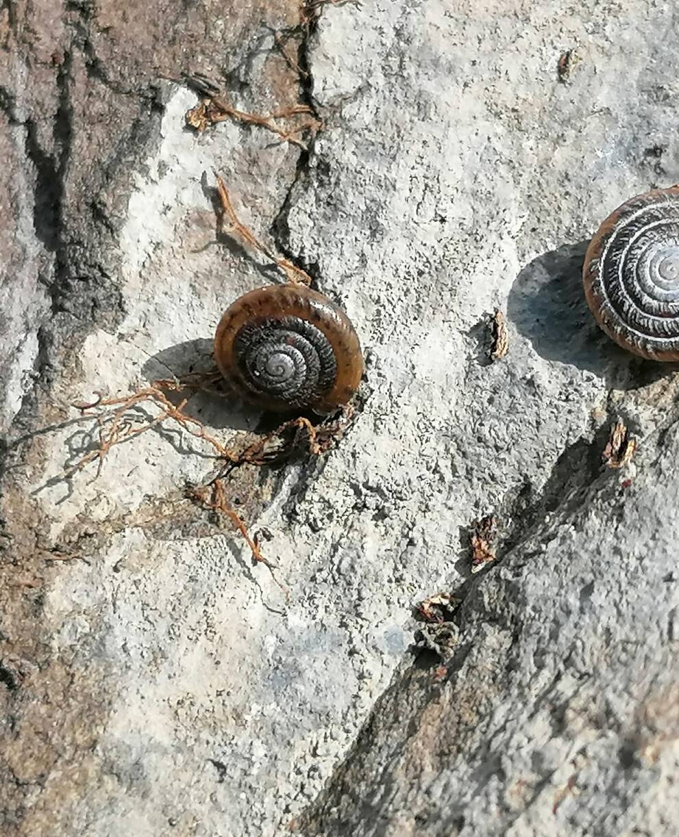 Nidwaldner Haarschnecke