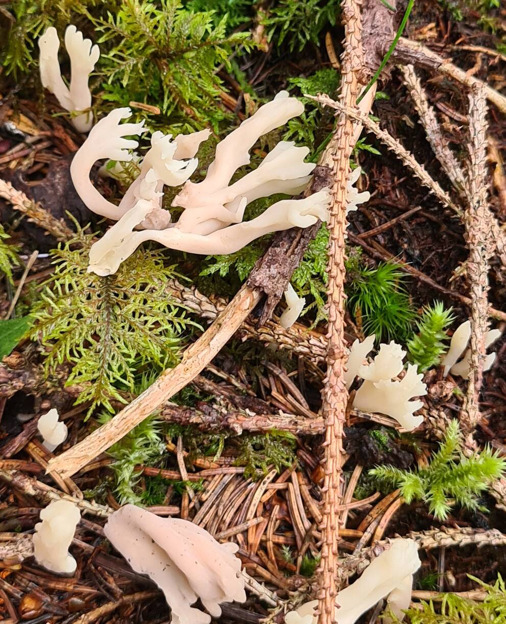 Pilze am Glaubenberg