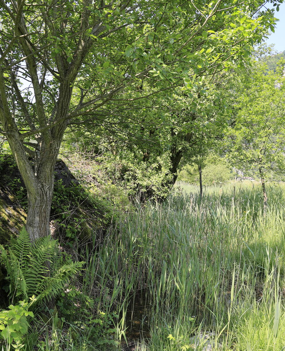 Naturschutzgebiet Pro Natura Unterwalden Panzersperre