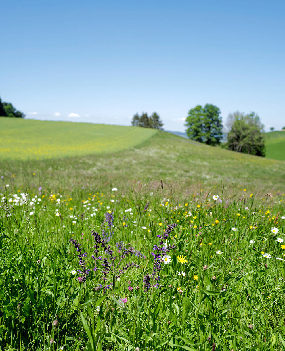 Wiese mit Blumen