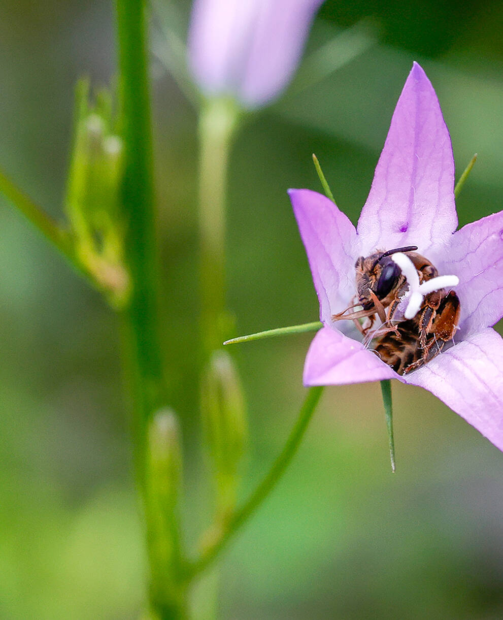 Wildbiene in Glockenblume