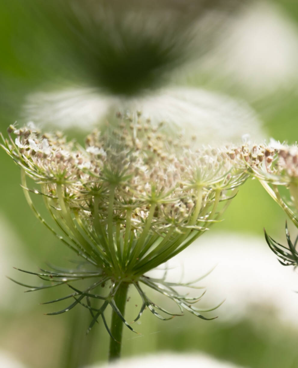 Daucus carota
