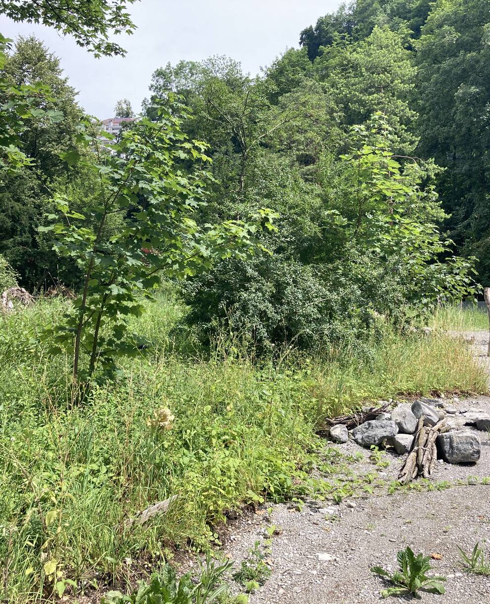 Lebensraumaufwertung Stansstad