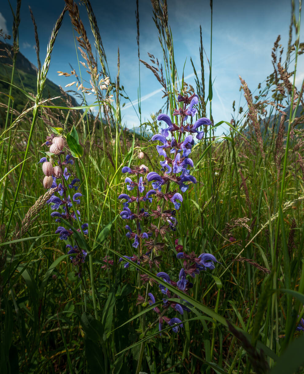 Wiesensalbei