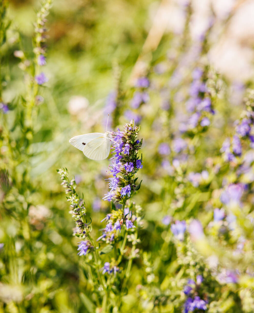 Schmetterling Blüte
