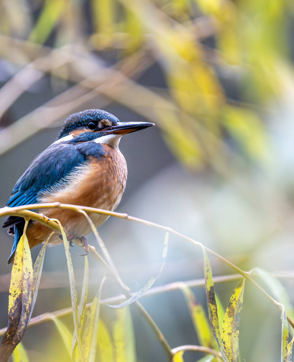 Eisvogel