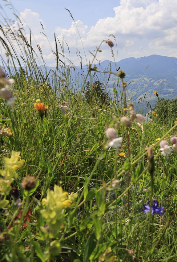 Blumenwiese